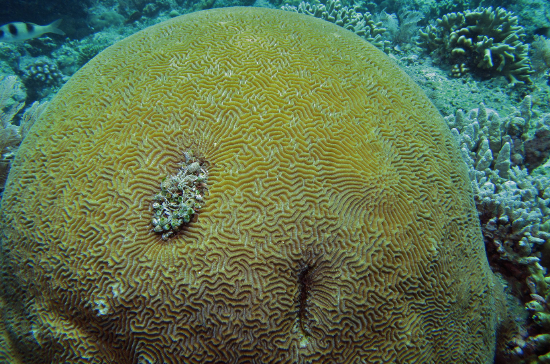  Platygyra lamellina (Ridge Coral, Maze Coral, Brain Coral, Closed Brain Coral, Worm Coral)
